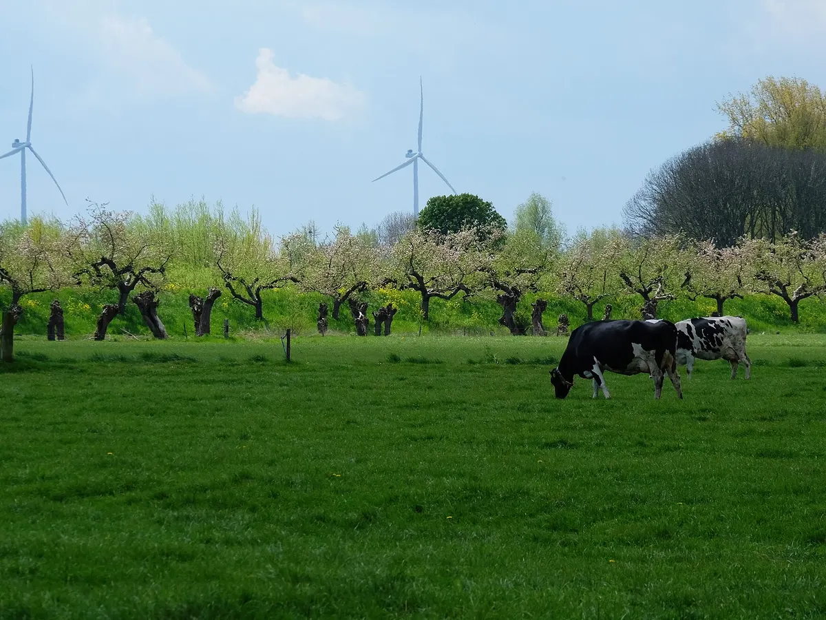 Koeien in de wei voor een boomgaard in de Betuwe