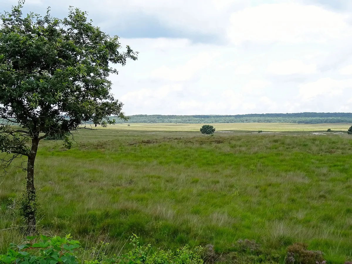 Heideveld met jonge bomen op de Veluwe